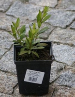 Azalia japońska Blaue Donau Azalea japonicum 1l