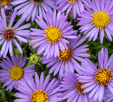 Aster October Skies Symphyotrichum oblongifolium