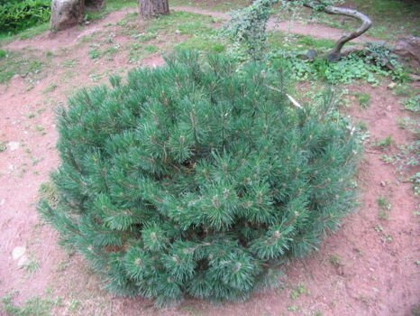 Kosodrzewina Pinus Mugo Mughus1l