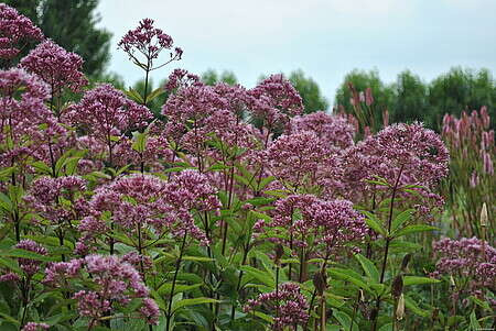 Sadziec plamisty Phantom Eupatorium maculatum 1l