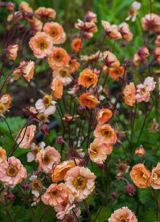 Kuklik Mai Tai Geum 9