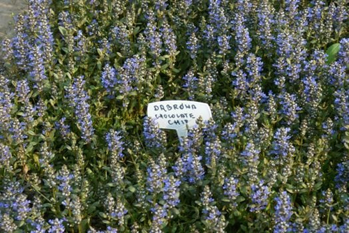 Dąbrówka rozłogowa Chocolate Chip Ajuga Reptans