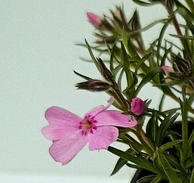 Floks szydlasty Ronsdorfer Beauty Phlox subulata 9