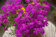 Floks Szydlasty Spring Hot Pink Phlox subulata 9