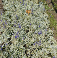 Przetacznik siwy Argentea Veronica incana 9