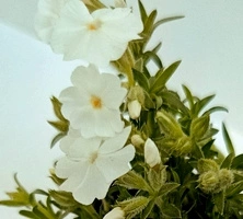 Floks szydlasty Maischnee Phlox subulata 9