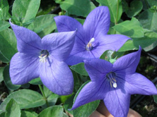 Rozwar wielkokwiatowy Astra Blue Platycodon grandiflorus