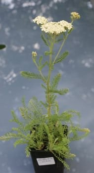 Krwawnik Credo Achillea 1l