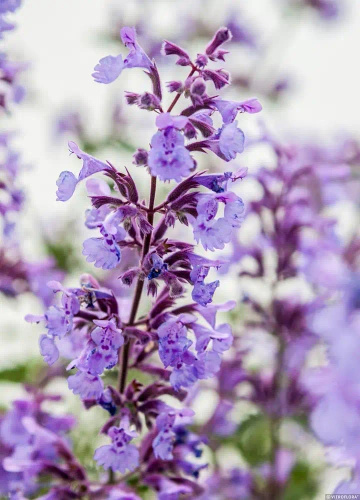 Kocimiętka Fasena Walker's Low Nepeta Faassenii 9