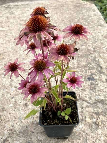 Jeżówka SunMagic Vintage Pink Echinacea