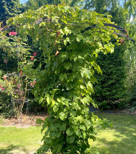 Winobluszcz trójklapowy Parthenocissus tricuspidata 1l