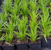 Liatra Kłosowa Kobold Liatris Spicata 1l