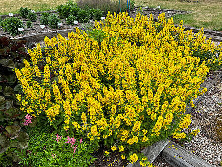 Tojeść Kropkowana Lysimachia Punctata 9