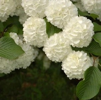 Kalina japońska Popcorn Viburnum plicatum 1ll