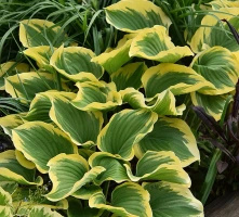 Funkia Liberty Hosta 
