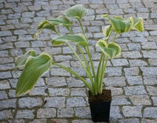 Funkia Fragrant Dream Hosta 1l