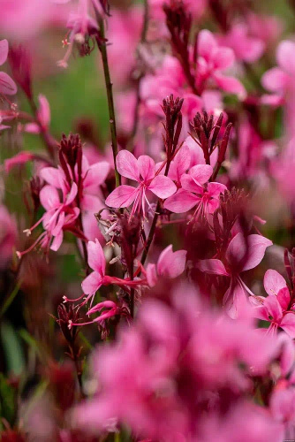 Gaura Baby Butterfly Dark Pink Gaura lindheimeri