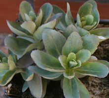 Rozchodnik wielki Marina Sedum telephium 1l