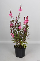 Gaura Flamingo Pink Gaura lindheimeri 1l