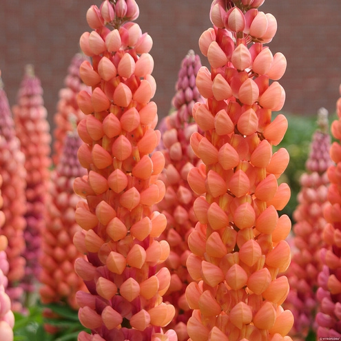 Łubin Salmon Star Lupinus hybrida