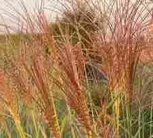 Miskant Chiński Silberfeder Miscanthus Sinensis1l
