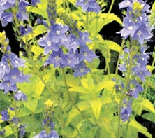 Przetacznik Rozesłany Aztec Gold Veronica Prostata 9