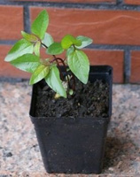 Słoneczniczek szorstki mix Heliopsis  helianthoides 1l