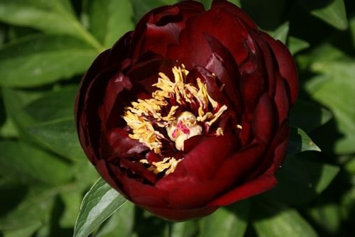 Piwonia miezańczowa Buckeye Belle Peonia 2-3l