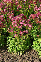 Jarzmianka większa Cerise Button Astrantia Major 9-1l