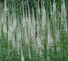 Przetacznikowiec Album Veronicastrum Virginicum 0,5-2l