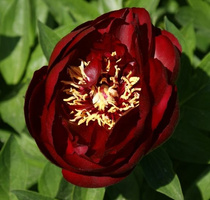 Piwonia miezańczowa Buckeye Belle Peonia 2-3l