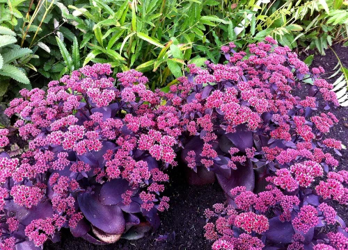 Rozchodnik wielki Oriental Dancer Sedum telephium