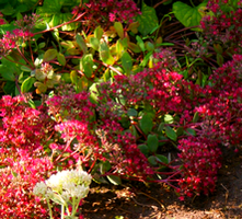 Rozchodnik Okazały Czerwony niski Sedum Spectabile 9