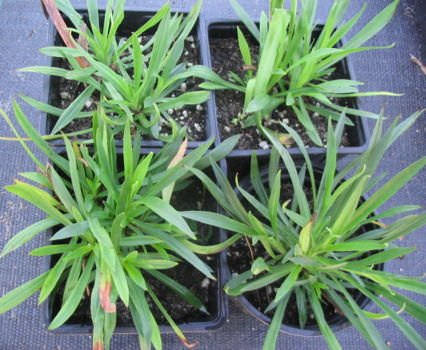 Firletka smółka Plena Lychnis Viscaria 