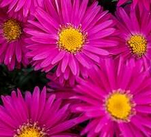 Aster nowobelgijski Neron Aster novi- belgii 