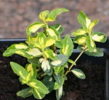 Trzmielina fortunea Blondy Euonymus fortunei 1l