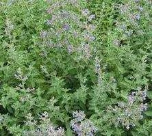 Kocimiętka Fasena Six Hills Giant Nepeta Faassenii 9