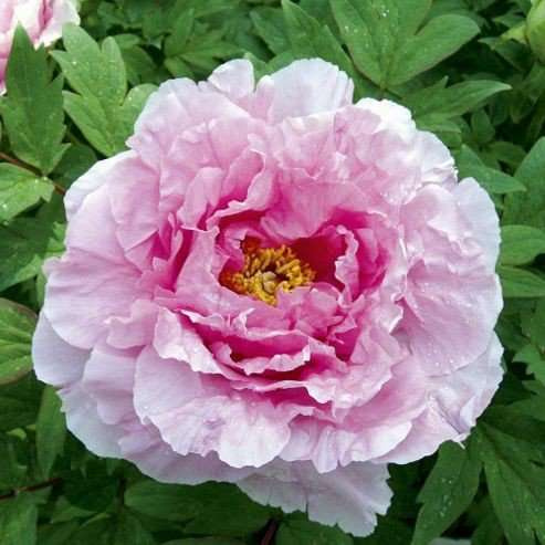 Piwonia drzewiasta Fen er qiao Paeonia suffruticosa 2l