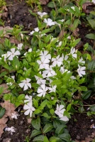 Barwinek pospolity Alba Vinca minor