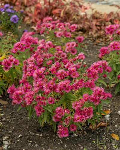 Aster nowobelgijski Andenken am Alma Pötschke Aster novi-belgii 1l