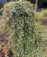 Bluszcz pospolity Yellow Ripple Hedera helix 1l