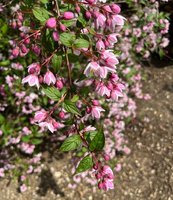 Żylistek Mont Rose Deutzia x hybrida 1l