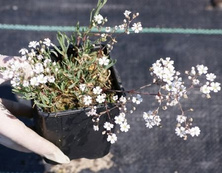Gipsówka rozesłana Alba Gypsophila repens 9