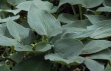 Funkia Halcyon Hosta