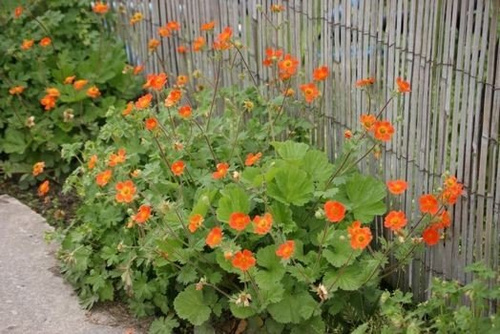 Kuklik Borisii Strain Geum Coccineum
