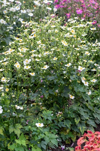 Zawilec Pretty Lady Maria Anemone Hybrida 9