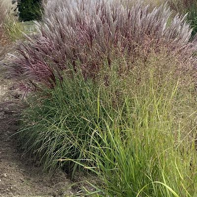 Miskant Chiński Red Chief Miscanthus Sinensis 1l