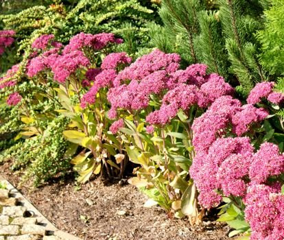 Rozchodnik okazały Mr. Goodbud Sedum spectabile 0,5 - 1l
