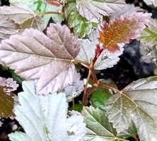 Pęcherznica kalinolistna Red Compact Physocarpus opulifolius