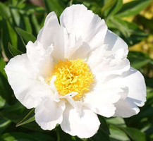 Piwonia Krinkled White Peonia (Paeonia) 2-3l